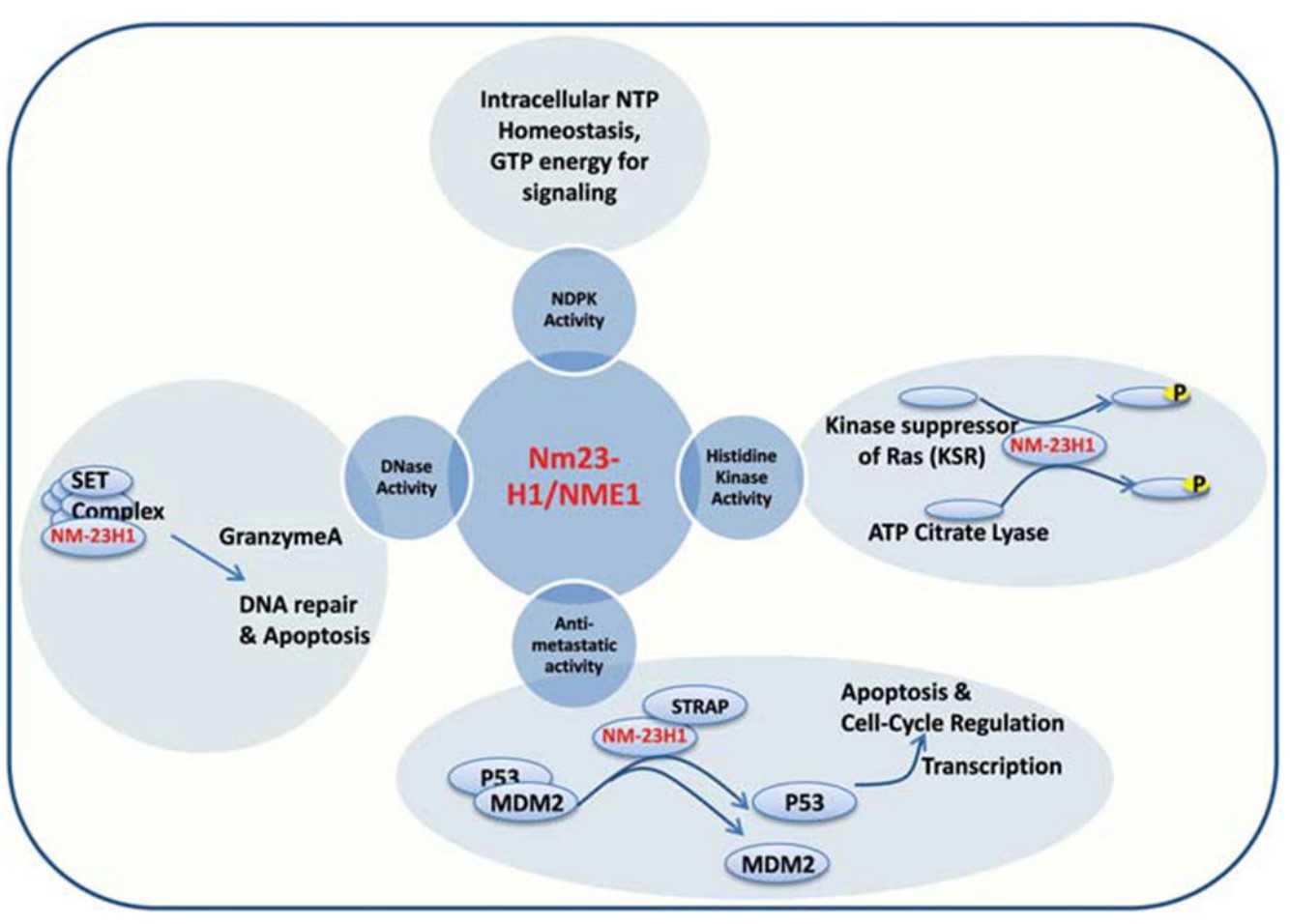 Schematic representation of four common functions of Nm23-H1.jpg